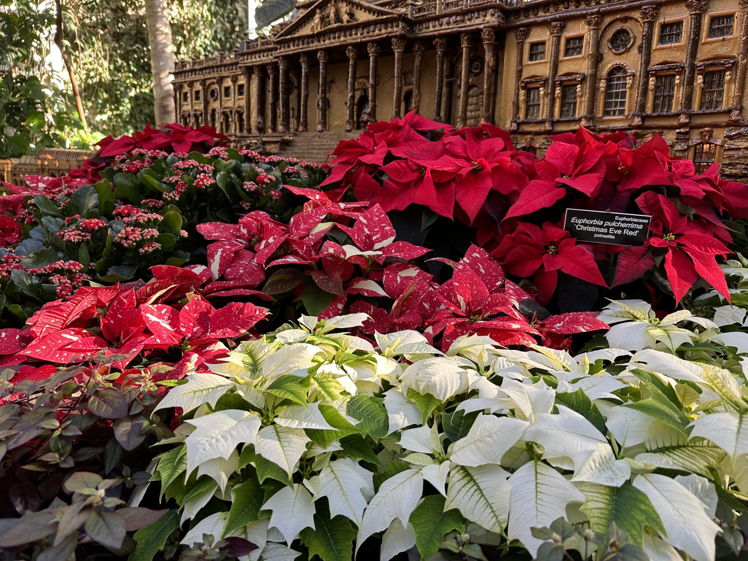 Growing Poinsettias More Sustainably | United States Botanic Garden